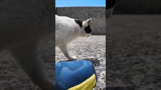 猫島の白黒猫ちゃん「ニャーーーん」トコトコゴロン