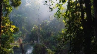 Nature Sounds of Asia Jungle  Exotic Birds, Rain Drops  Pure Rainforest Relaxing Ambient Sounds