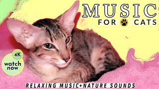 Daisy's Diary: #27 Music for Cats to Fall Asleep, Cat Music, Calming Cat Music & Nature Sounds, 4K