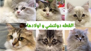 mother cat and her kittensالقطه و اولادها