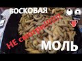 ОГНЁВКА, Настойка из восковой моли, восковая моль. Слабонервным НЕ смотреть!!!