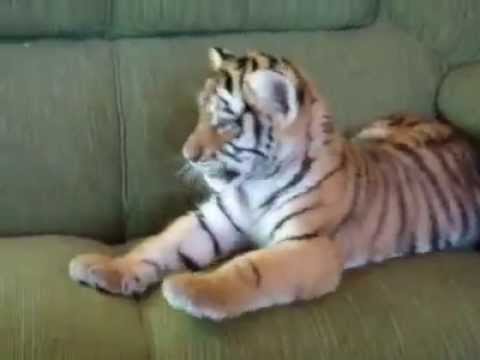 ბოკვერი და ძაღლი 3