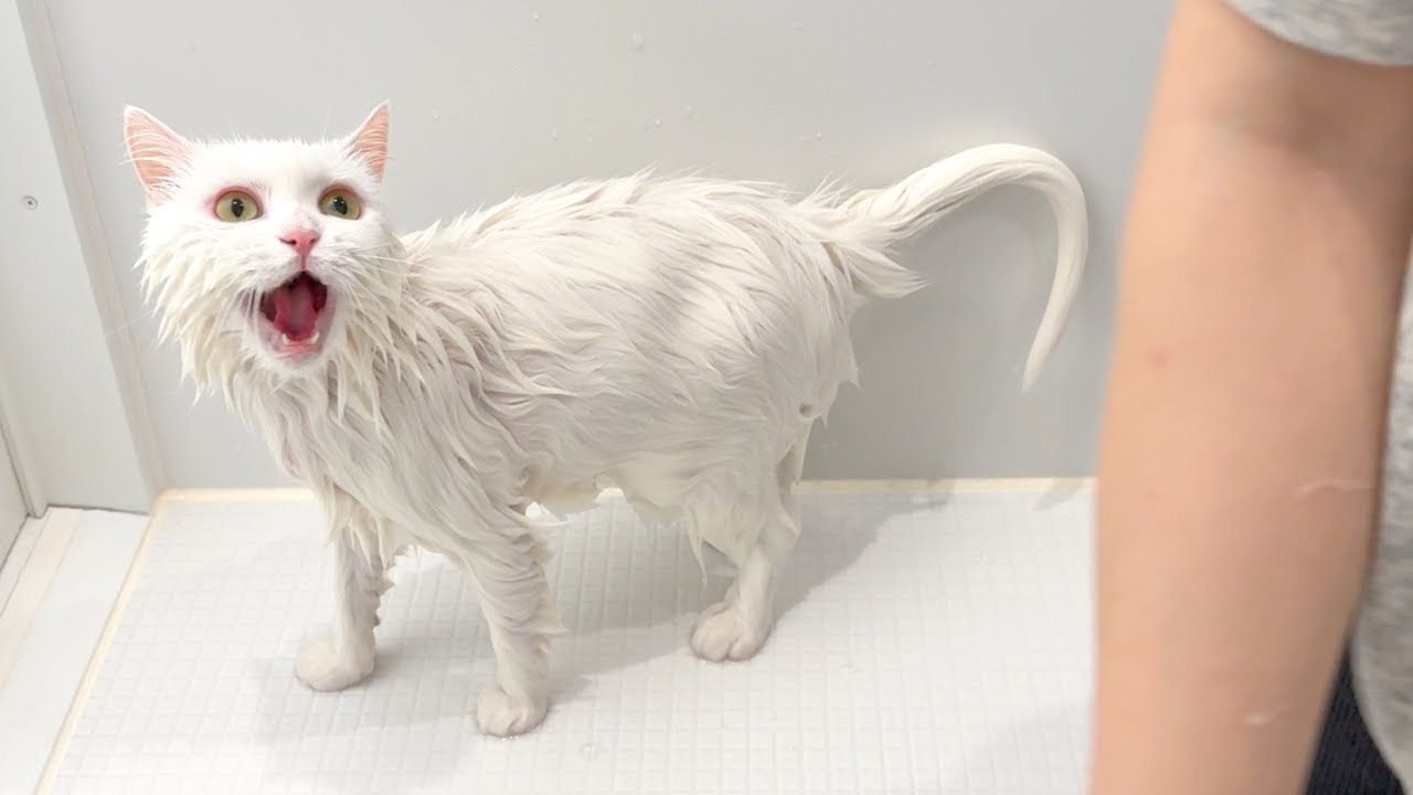 Gave My Cat a Bath After 1 Year… and She Screamed So Loud! - YouTube