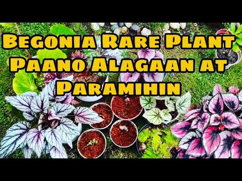 Video: Paano mag-imbak ng begonia sa bahay sa taglamig