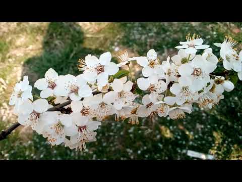 Video: Splendoarea Florilor
