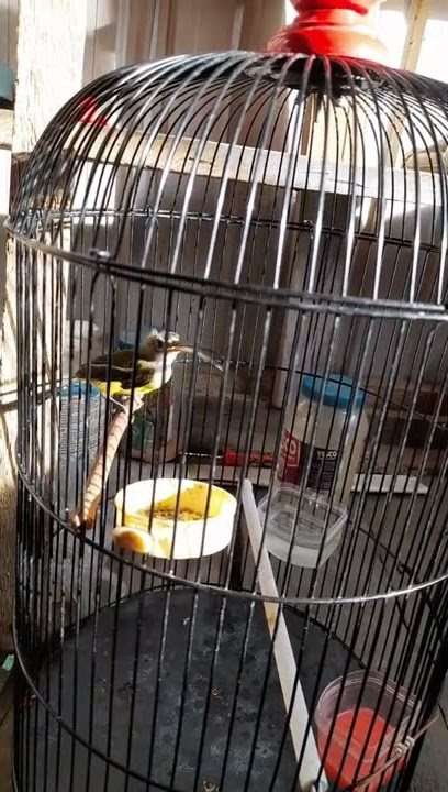 besetan pijantung pisang betina