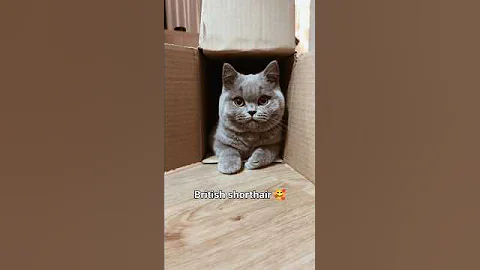 Watch the video about The Beauty of British Shorthair cats.