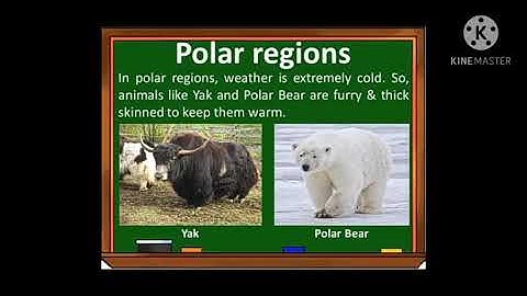 4th science adaptation for survival in animals part 2