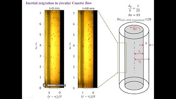 Inertial migration in circular Couette flow