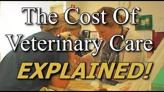 The Cost Of Veterinary Care EXPLAINED!
