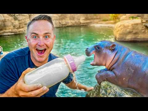 I Babysat the World’s Most Famous Baby Hippo