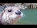 We went to a campsite in the Doshi river which reopened after the disaster [Otter life Day 211]