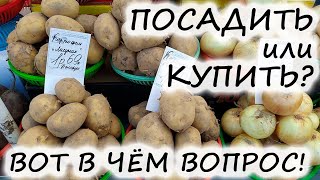 Что выгоднее – ПОКУПАТЬ или ВЫРАЩИВАТЬ картофель? Давайте посчитаем...