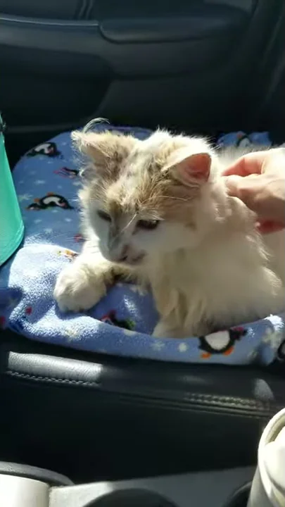Betsy rescue day