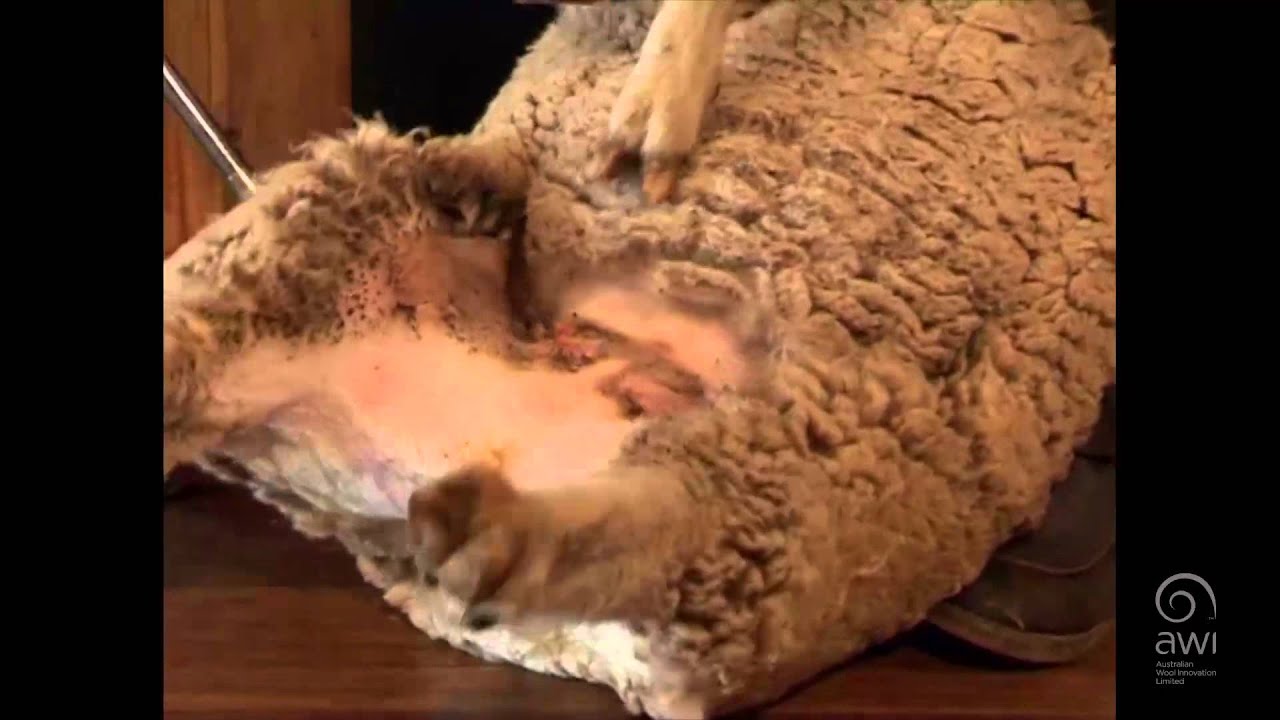 AWI Crutching - Ewes - Full Crutch Wig and Slab - Board