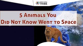 5 Animals You Did Not Know Went To Space