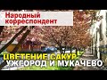 КРАСОТА! Цветение сакур в Ужгороде и Мукачево / Украина Обетованная