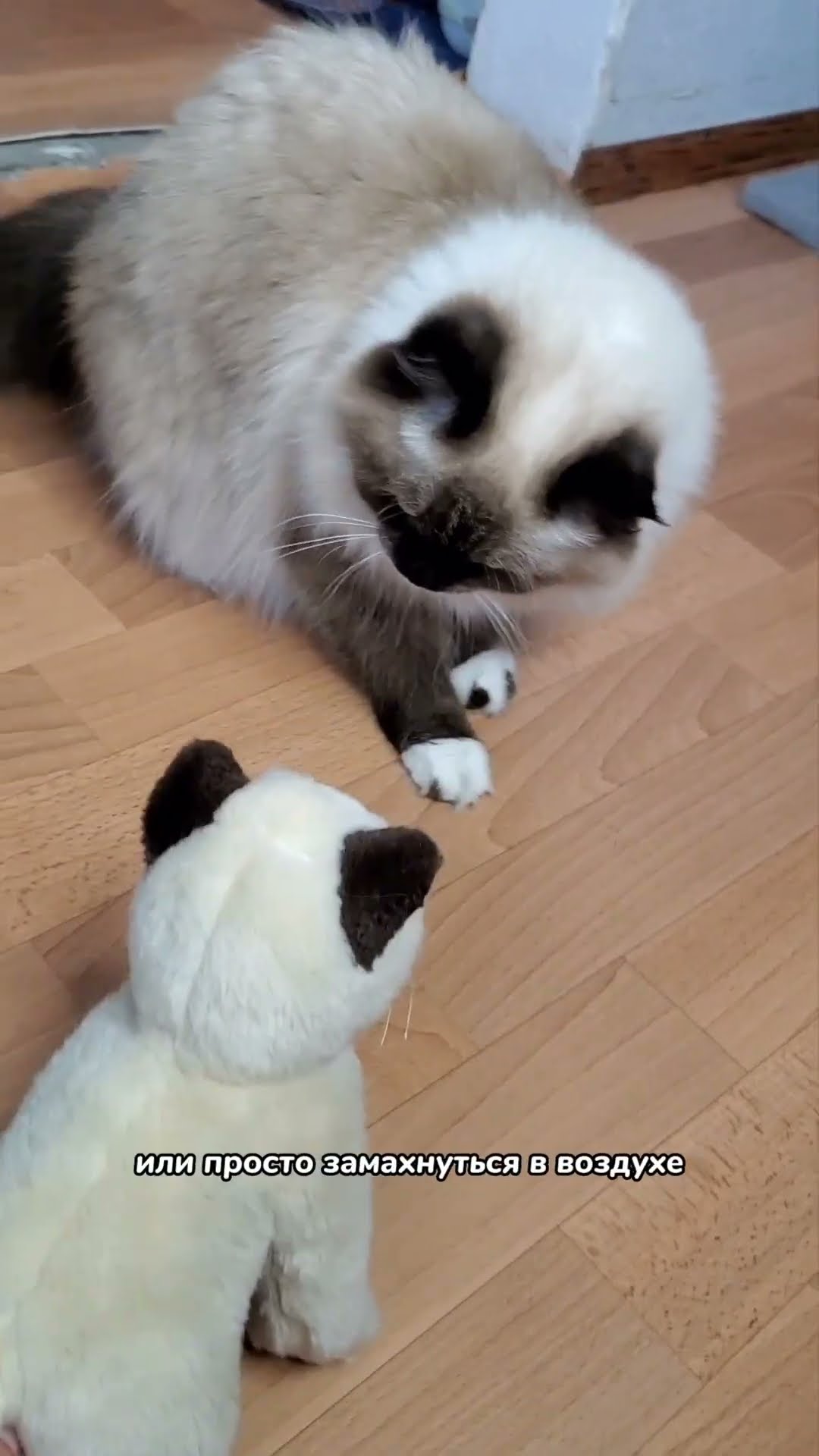 щенки и котята