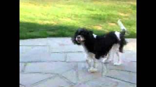 Dotty in Have Some Fun by Cavalier Matters 61 views 13 years ago 1 minute, 31 seconds