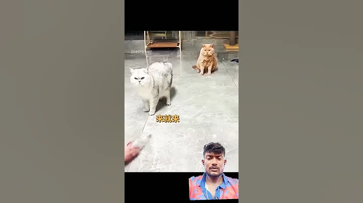 Cat on the way 😄 #funny #cat #pets #shortsvideo #viralcontent