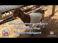 வட இந்திய ஆடுகள்_போயர்_சிரோஹி_சோஜத்_Goat Farming in tamil_ adu valarpu Tamil _aatu pannai #AgriTamil