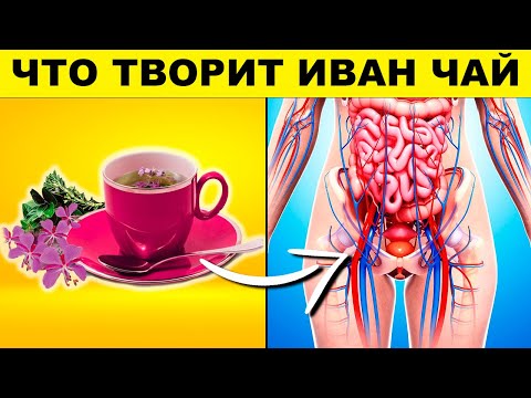 Wideo: Przydatne Właściwości I Zastosowanie Herbaty Ivan