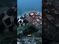 The cuttlefish is one of the ocean’s most intelligent invertebrates  #facts #naturereels #wildlife