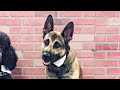 Double h canine training academy epic service dog training failure