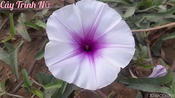 Tuổi Thơ Ai Đã Chọc Phá Cây Mắc Cỡ