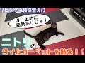 ニトリの格安タイルカーペット！猫が走ってもずれない秘策あり！！