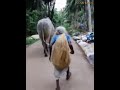 Heart touching scene | Old women giving food to bull