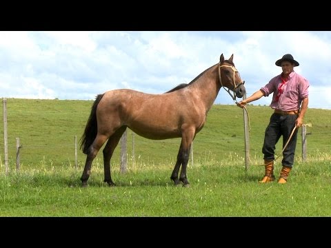 Lote 21 - Posteiro Vicunha