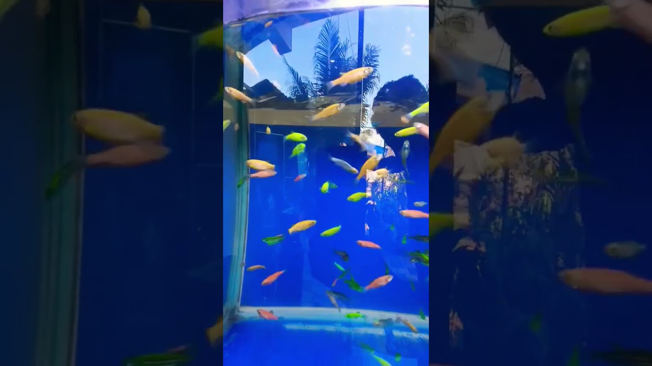 Multicolour zebra Danio fish 🔥 