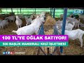 500 Başlık Mandıralı Keçi İşletmesi | 100 TL'ye Oğlak Satıyor!