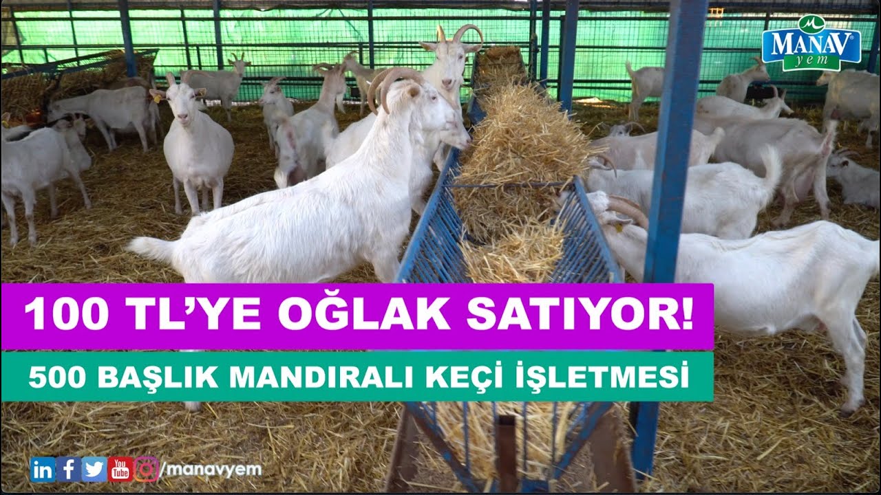 500 Başlık Mandıralı Keçi İşletmesi | 100 TL'ye Oğlak Satıyor!