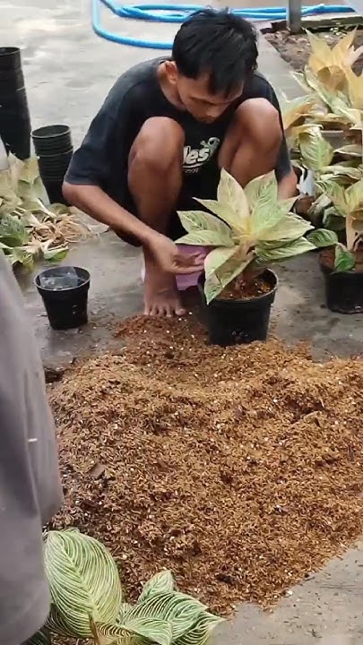 where-to-buy-cheap-plants-in-nairobi-100kshs-ruth-chari-youtube