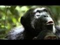 Funny Talking Animals - Walk On The Wild Side - Series 2, Episode 2 Preview - BBC One