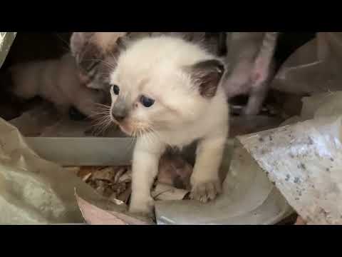 活発に動きまわるシャム猫の子猫たち