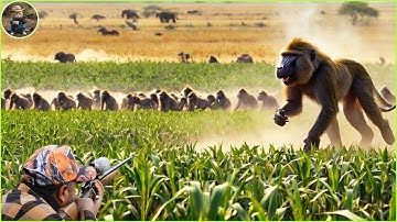 How Do Hunters And Farmers Deal With Millions Of Wild Boars, Monkey, Baboon by Guns And Traps