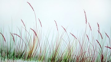 Realistic long grass drawing