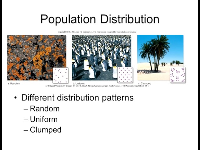 Random Population Distribution