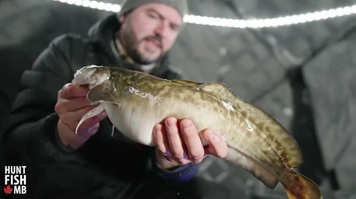 How to Clean a Burbot