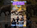 Tiger vs other animals #trending #animals #youtubeshorts