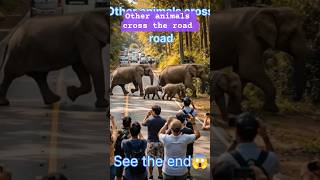 Tiger vs other animals #trending #animals #youtubeshorts