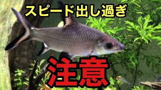 どでかいシルバーシャークはいかが