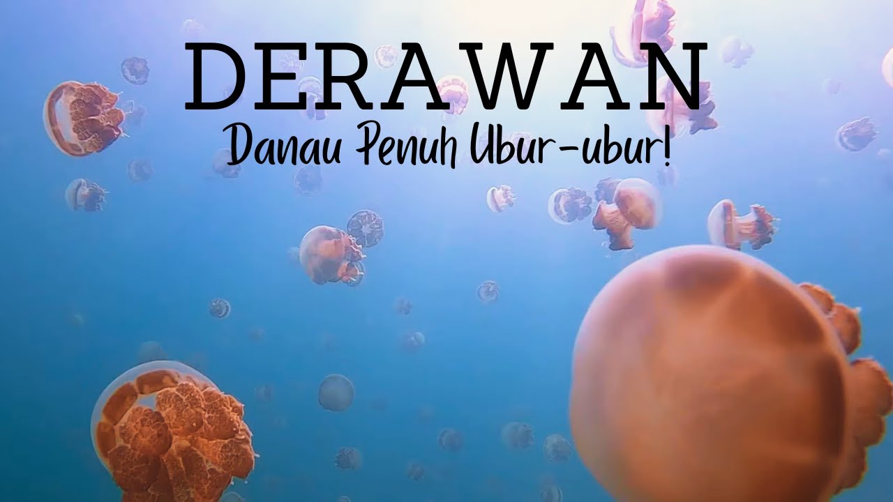 Berenang Bareng Hiu Paus di Derawan - YouTube