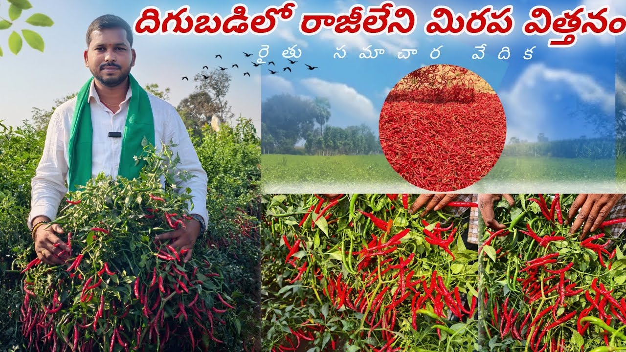 నల్లి తామరపురుగులను తట్టుకొని ఎకరానికి 30నుండి35 క్వింటాల కాసే దమ్మున్న సీడ్@raithusamacharavedika  