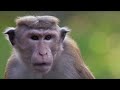 Macaque monkeys at war  bbc earth