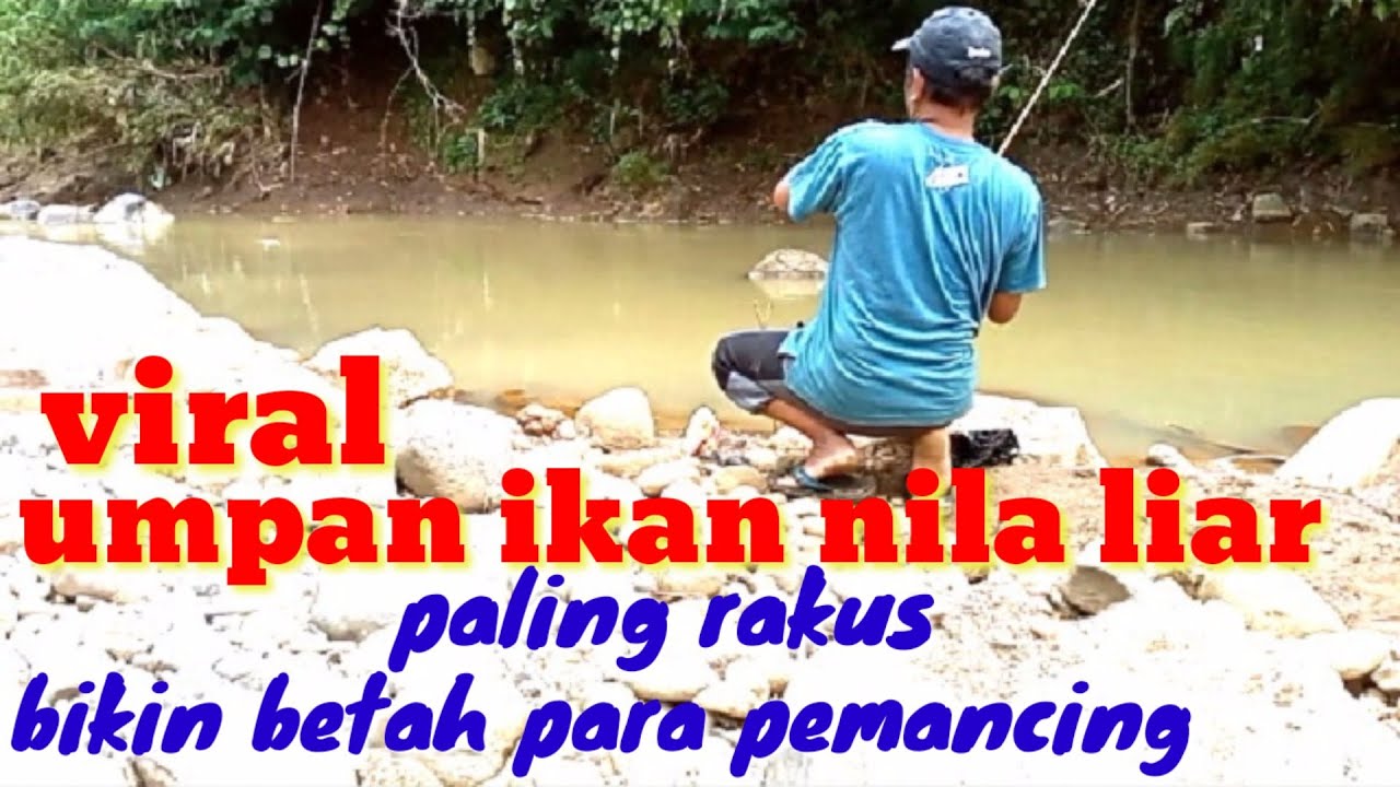 RACIKAN TERJITU UMPAN IKAN NILA LIAR SUNGAI DANAU RAWA.