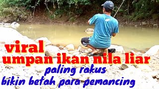 RACIKAN TERJITU UMPAN IKAN NILA LIAR SUNGAI DANAU RAWA.